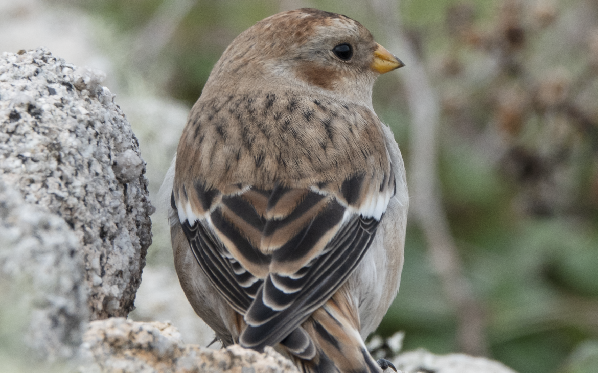 gallery-isles-of-scilly-bird-group