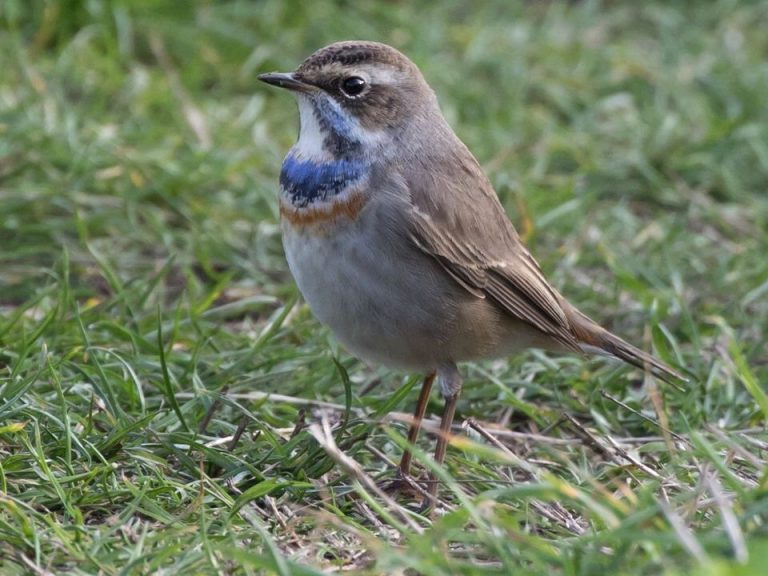 Wednesday 14th October 2020 – IoS Bird Sightings – Isles Of Scilly Bird ...